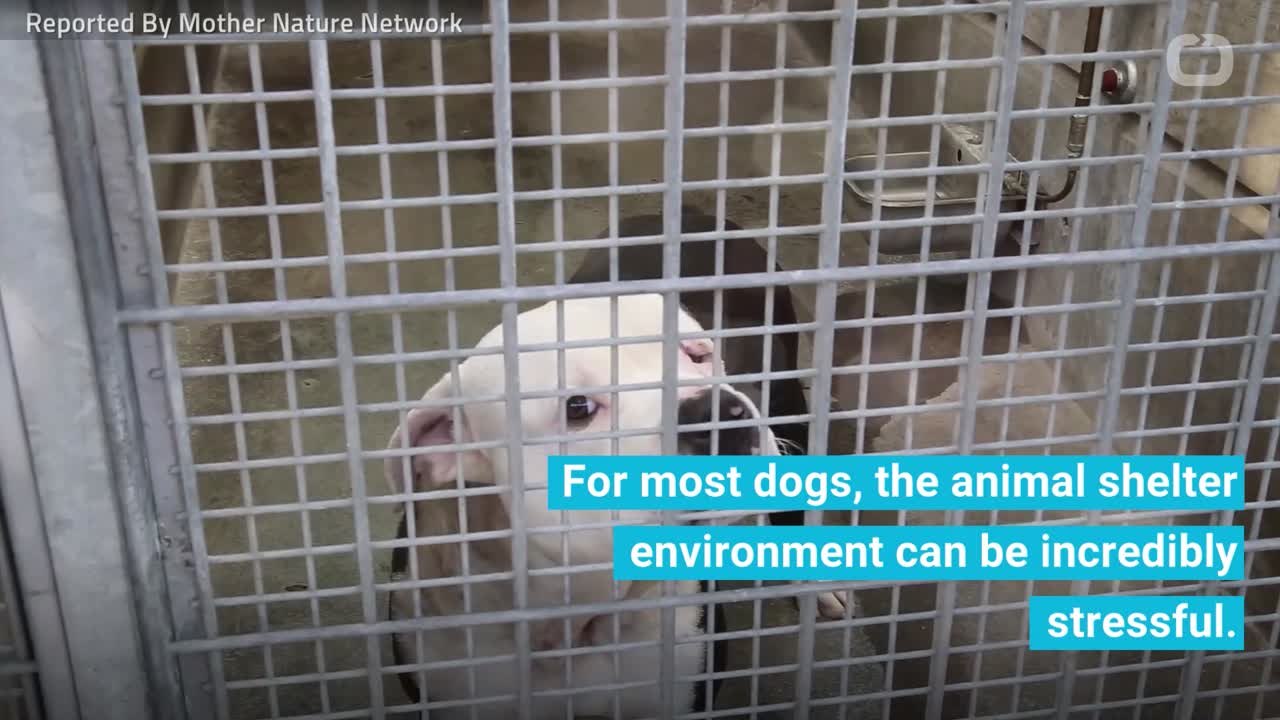 NYC Shelters Give Dogs Anti-Anxiety Meds On Admission