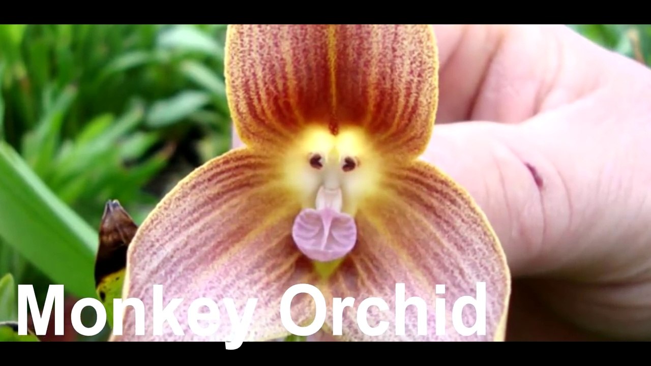 Flowers that Look like Animals Men Birds- Top 10 - Video