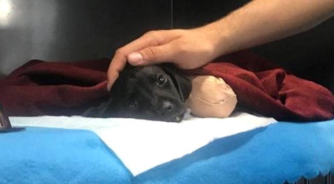 Bacakları Kesilip Ormana Bırakılan Yavru Köpek Kurtarılamadı