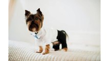 Pet Sitting Services in Norfolk, MA - Why Hiring a Pet Sitter is the Best Decision You’ll Make
