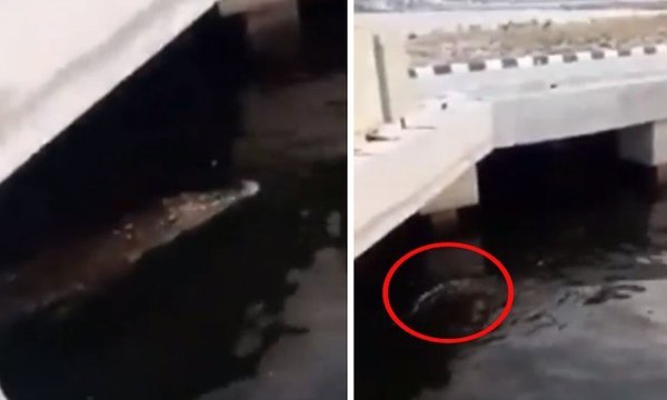 Buaya Muara Terlihat di Dermaga Pondok Dayung, Tanjung Priok