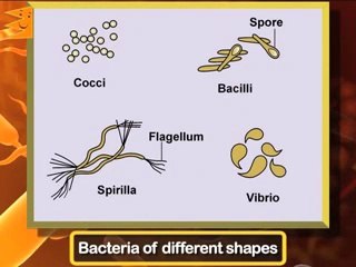 Biological classification class 11