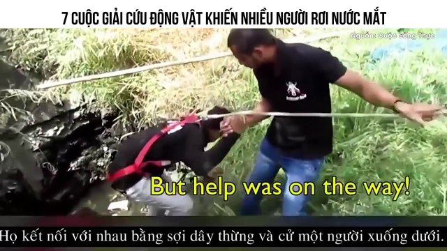 7 CUỘC GIẢI CỨU ĐỘNG VẬT KHIẾN NHIỀU NGƯỜI RƠI NƯỚC MẮT