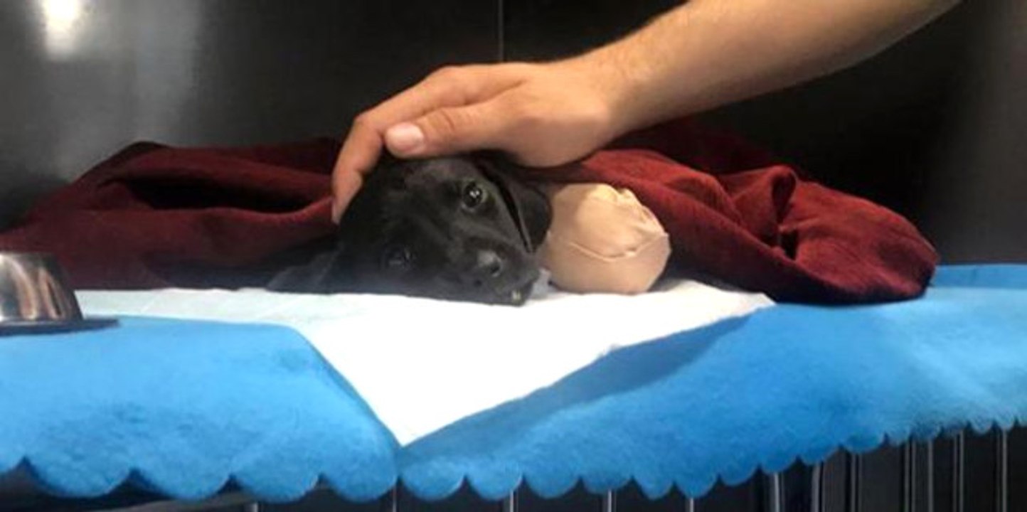 Bacakları Kesilen Yavru Köpek Bahçeli'yi Derinden Sarstı: Gözümün Önünden Gitmiyor