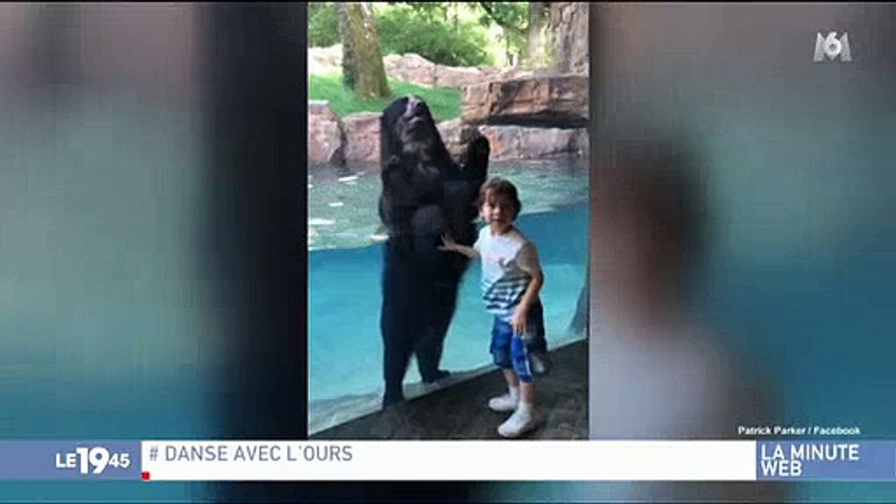 Une vidéo entre un ours et un enfant fait le buzz et dépassé le million de vues en 24 heures ! Découvrez pourquoi - VIDÉO