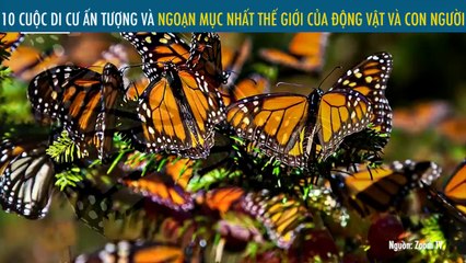 10 CUỘC DI CƯ ẤN TƯỢNG VÀ NGOẠN MỤC NHẤT THẾ GIỚI CỦA ĐỘNG VẬT VÀ CON NGƯỜI