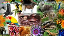 Top 10 loài động vật có nguy cơ tuyệt chủng