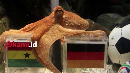 Achilles, Kucing Tuli Putih Peramal Pertandingan Piala Dunia 2018