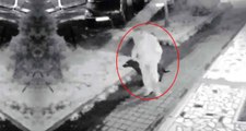 Sakarya'daki Vahşetten Sonra Kadıköy'deki Parkta Köpeğe Tecavüz Eden Sapık Yakalandı
