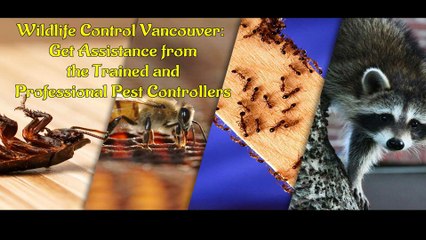 Wildlife Control Vancouver Get Assistance from the Trained and Professional Pest Controllers