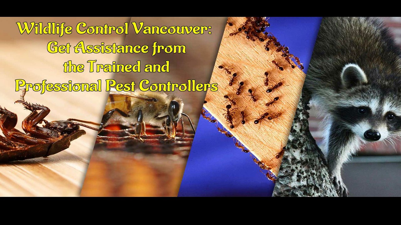 Wildlife Control Vancouver Get Assistance from the Trained and Professional Pest Controllers
