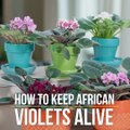Viva la violets! Learn how to care for these fickle beauties. >>   