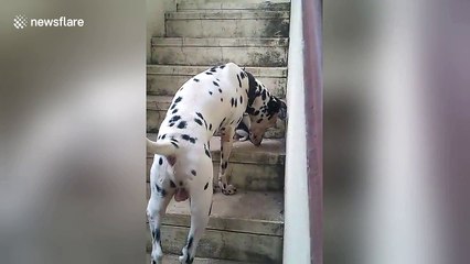 Too cute! Dalmatian plays with tiny kitten