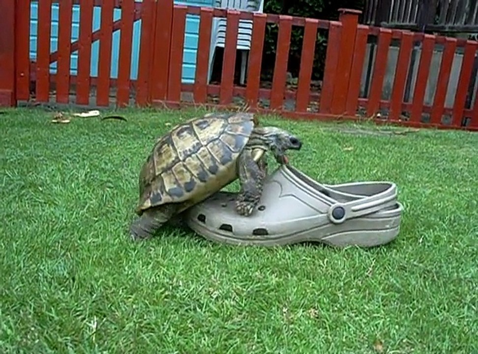 Tortoise having sex with a shoe, squeaking