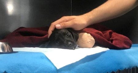 Yavru Köpek Vahşetiyle İlgili Kepçe Operatörü Gözaltına Alındı