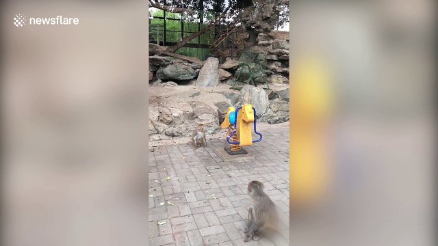 Angry monkey mum shakes baby off rocking horse