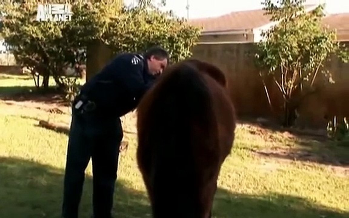 Animal Cops: South Africa Ep 6