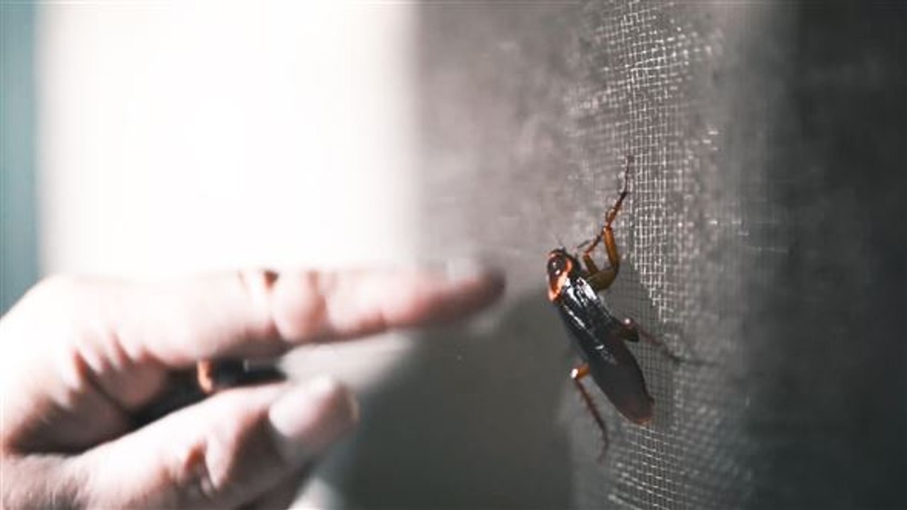 Trend aus china: kakerlakensaft soll heilen