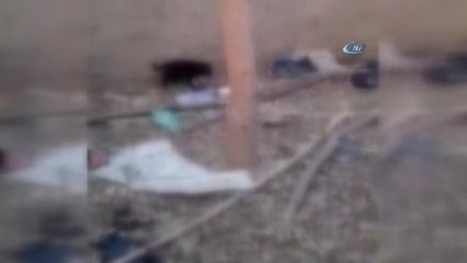 Sakarya'daki Yavru Köpeğe Benzer İşkence Görüntüsü Yürekleri Sızlattı