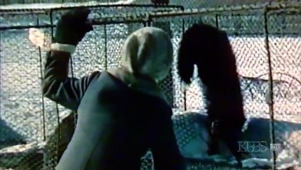 Dogs That Changed The World, Part 1of2 (Documentary Full Length)