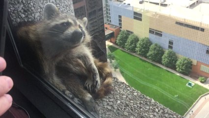 너구리 25층 빌딩 아슬아슬한 등반...특급 구조작전 / YTN