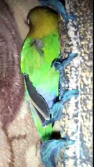 Cute Baby Fisher Parrot Sleeping (So Adorable) Compilation #2