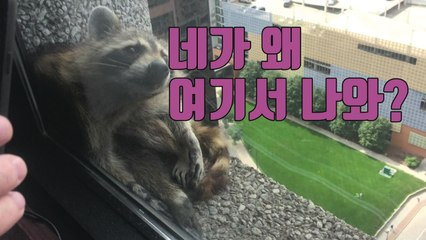 [자막뉴스] 너구리 25층 빌딩 아슬아슬한 등반...특급 구조작전 / YTN