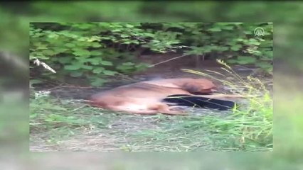 Patileri Kesilen Yavru Köpeğin Ölümü (2) - Sakarya