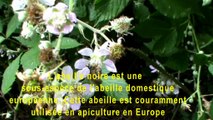 L'abeille noire est une  sous-espèce de l'abeille domestique européenne. Cette abeille est couramment utilisée en apiculture en Europe