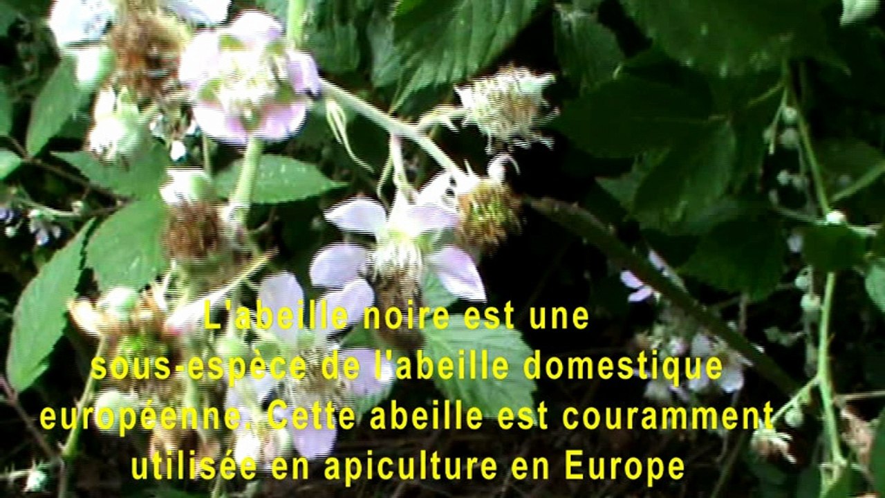 L'abeille noire est une  sous-espèce de l'abeille domestique européenne. Cette abeille est couramment utilisée en apiculture en Europe