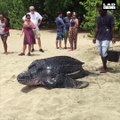 Une tortue énorme rejoint la mer sous les yeux des touristes... magnifique