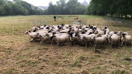Transhumance des brebis de Black Face Breizh