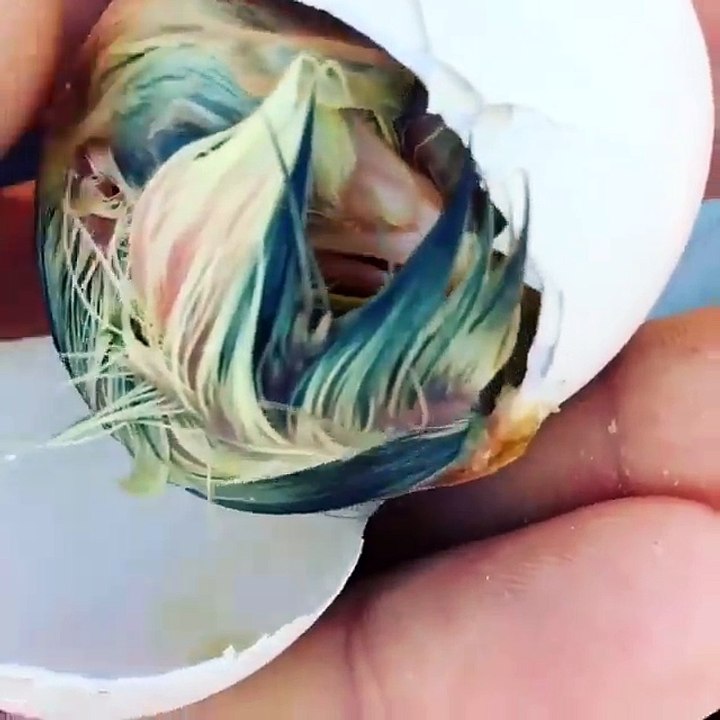 L'éclosion d'un oiseau au plus près, dans la main! Magnifique