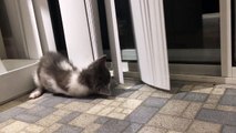 Kitten goes crazy for vertical blinds