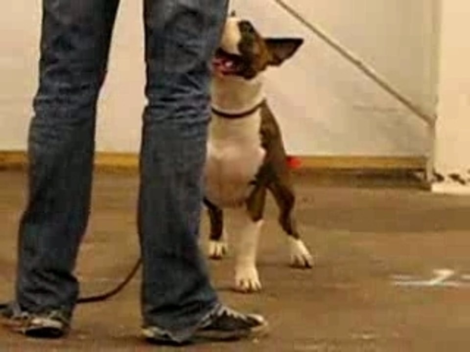 bebe d amour amjel bullposition meilleur jeune rouen 13 mois