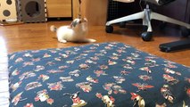セルフ猫じゃらしで戯れる子猫を愛でる動画