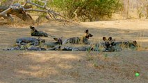 Zambia salvaje- El RÍO DE LOS HIPOPÓTAMOS - Odisea