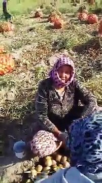 Пачка спичек 100 сум, килограмм лука 200 сум Крестьяне в Сурхандарье рассказывают о том, что предложенная сумма за лук не оправдывает даже расходов на его вы