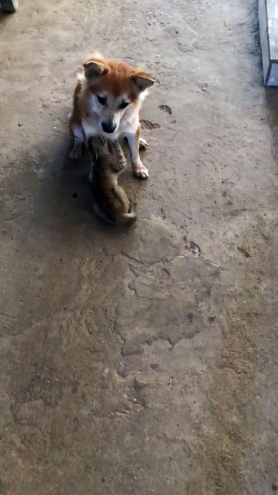 dogs breastfeeding cat