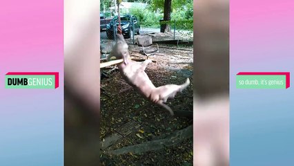 TRY NOT TO LAUGH or Grin Challenge - Best ANIMALS Funny Cute Pet Vines Compilation June 2018