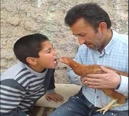 Tavuğu Ağzındaki Yemle Besledi