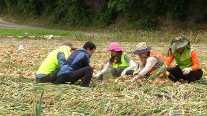 양파값 하락·일손부족 '삼중고' 농민...봉사활동으로 돕는다 / YTN