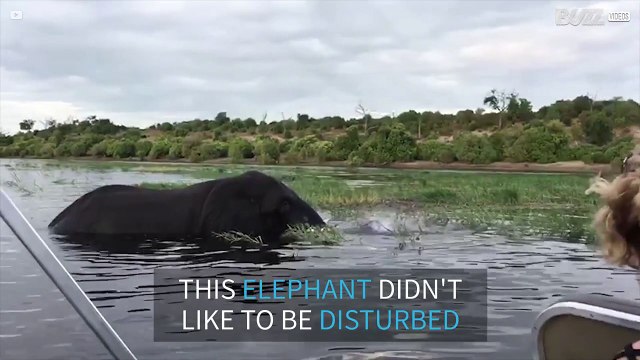 Furious elephant attacks tourists on boating safari
