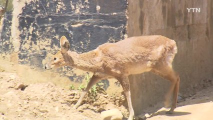 DMZ 남북 공동 조사·유네스코 생물권 보전 지역 추진 / YTN