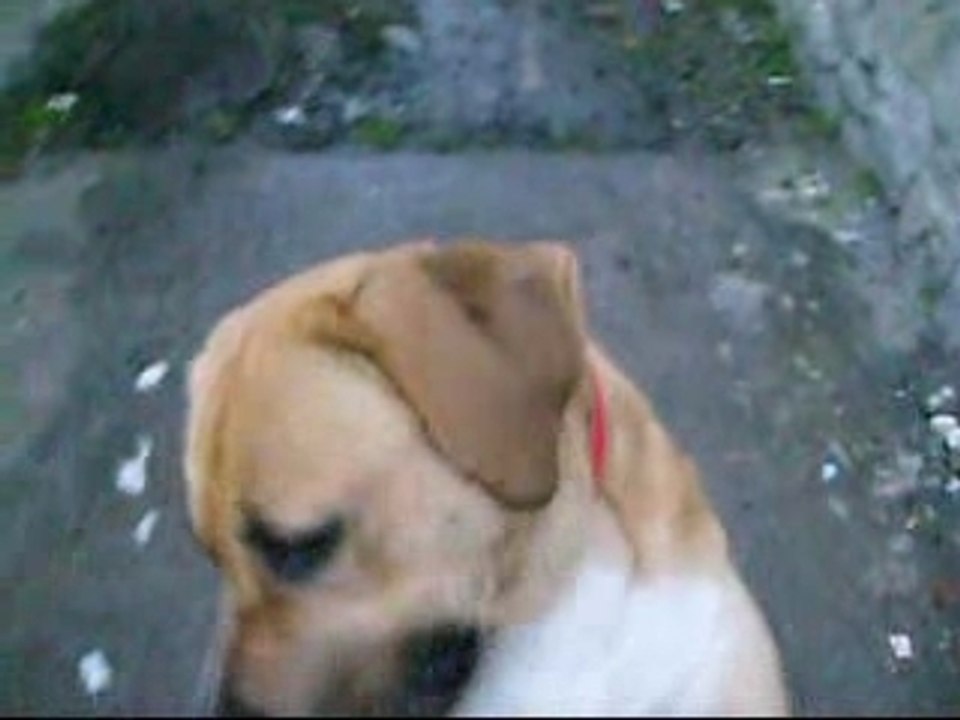 Doggy