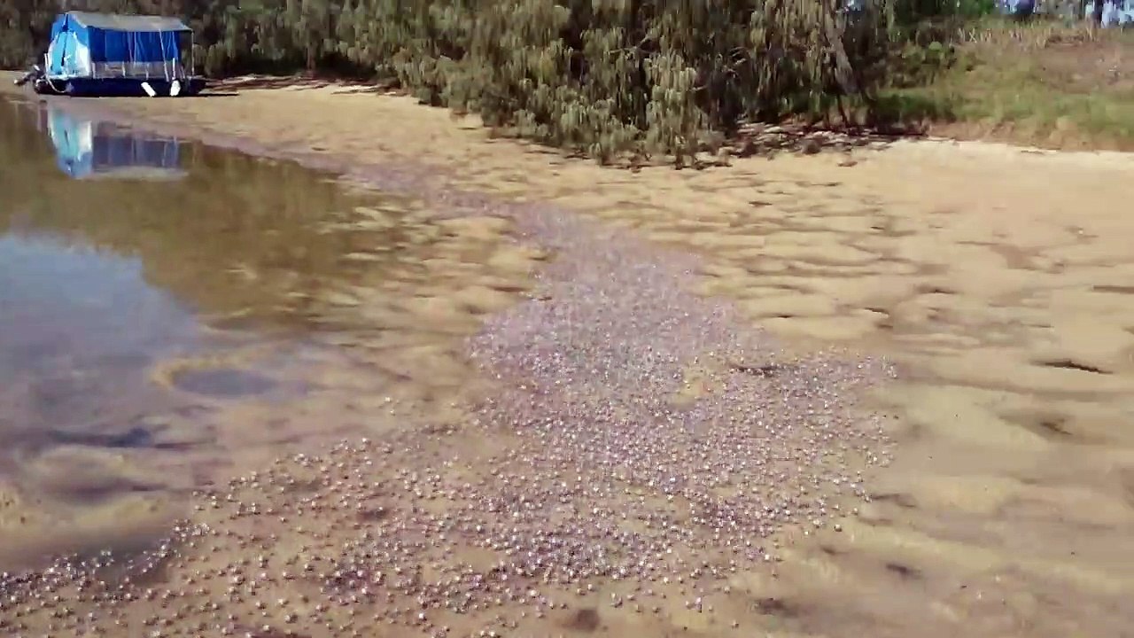 Des millions de crabes envahissent une plage