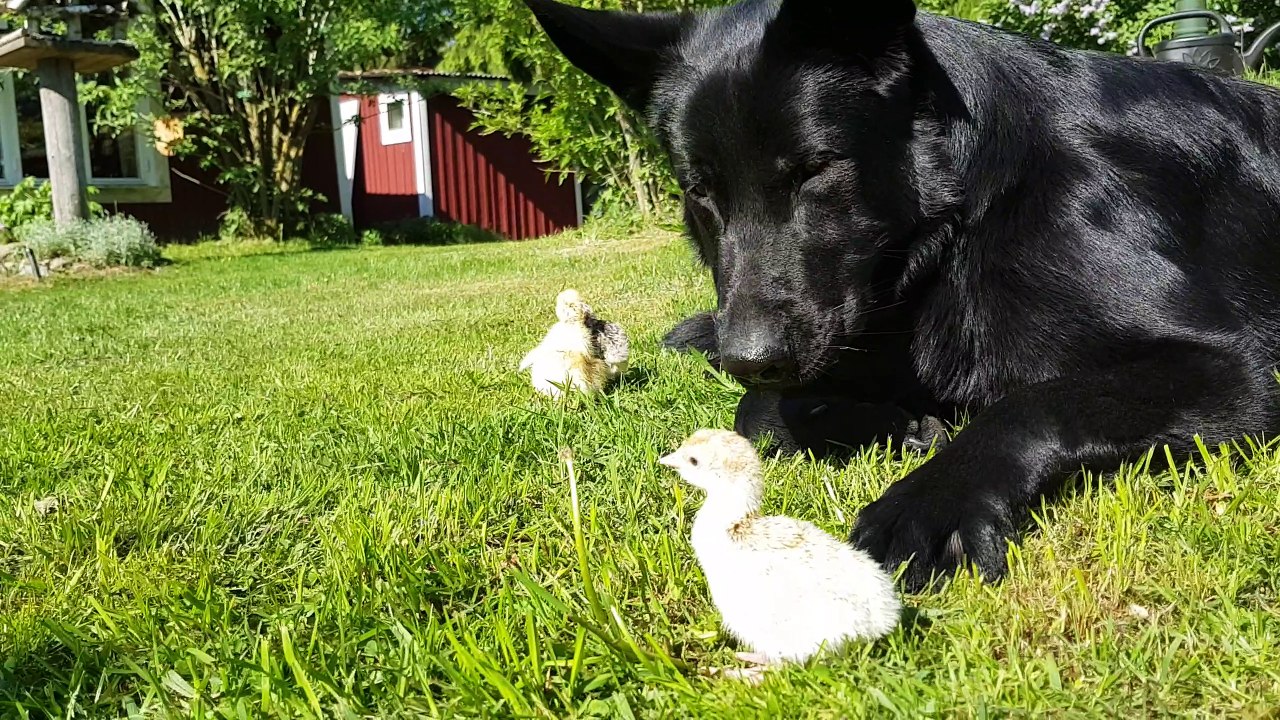 The first steps in chicks life