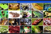 (8)CBSE Class 11 Biology, Structural Organisation in Animals – 8, Morphology of Frog