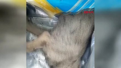 Sakarya Yavru Köpekler Ölü Bulundu