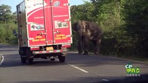 இலங்கையில் ரோட்டில் சென்ற வாகனங்களுக்கு யானை செய்ததைப் பாருங்கள் வீடியோ!